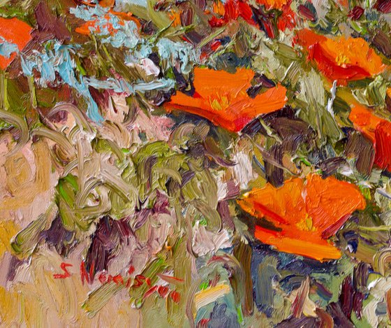 California Poppies