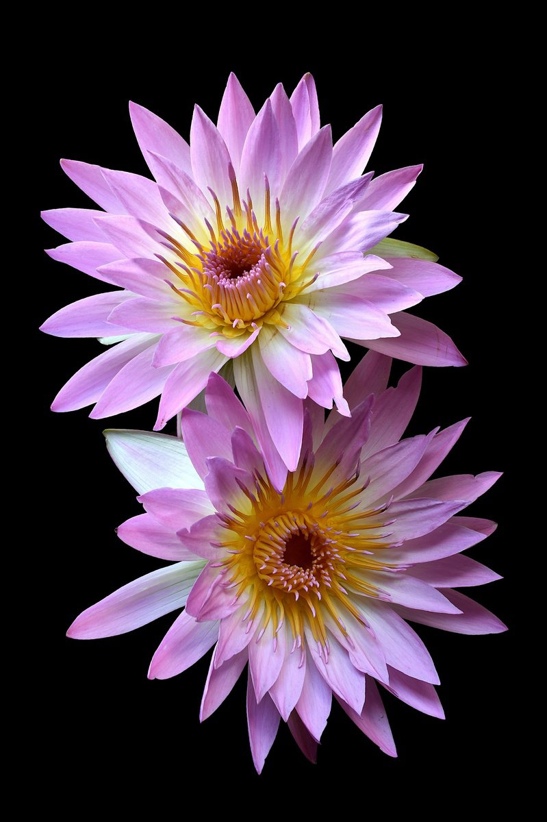 Botanical Photograph By Nadia Culph, 24 X 35", Pink Water Lilies, Original Artwork