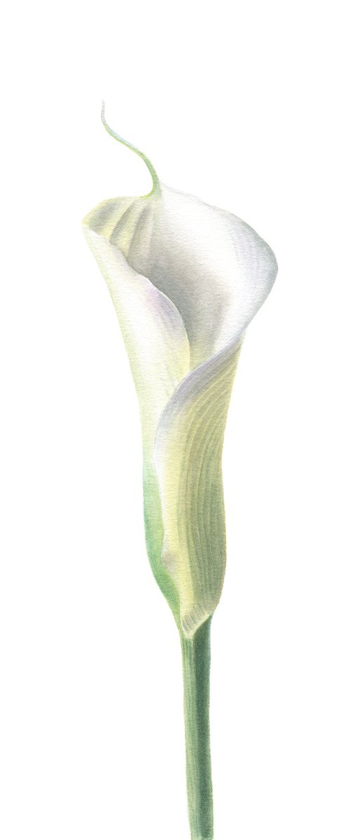 White Calla Lily by Maryna Vozniuk