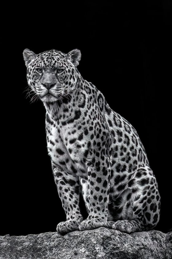 Jaguar on a rock