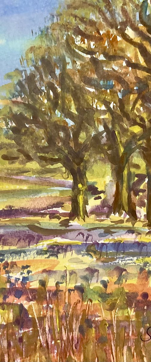 Old oaks, bluebells, Wiltshire by Samantha Adams