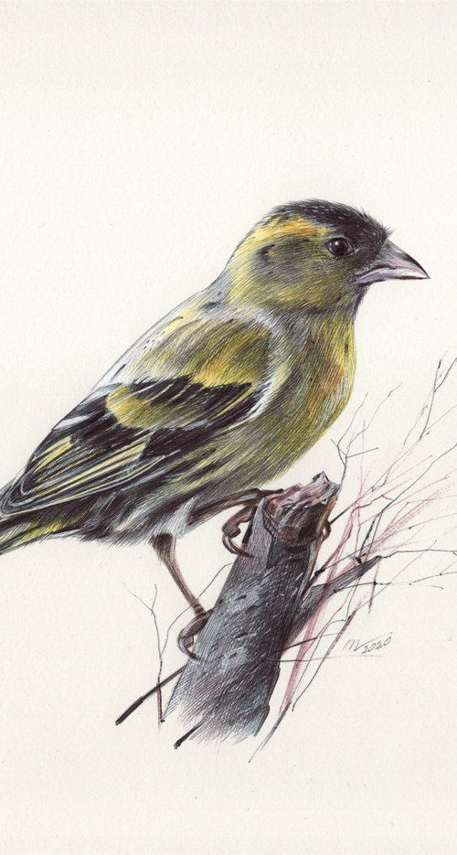 Eurasian Siskin by Daria Maier