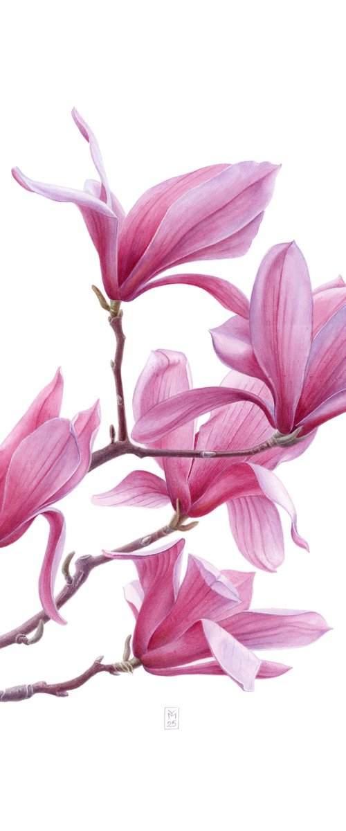 Magnolia. Right by Yuliia Moiseieva