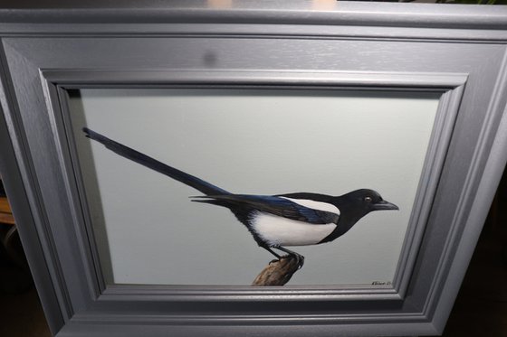 Magpie 2, Oil Painting, Bird Artwork, Animal Art Origina, Not Print