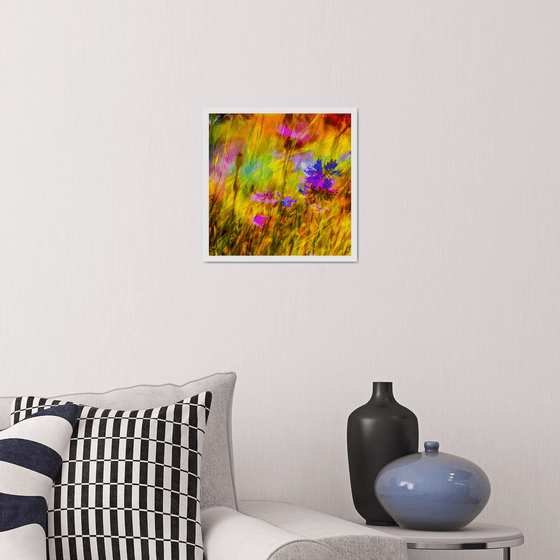 Summer Meadows #10. Limited Edition 1/25 12x12 inch Abstract Photographic Print.