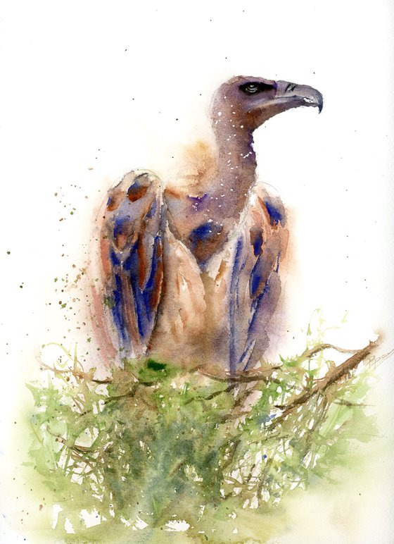 Vulture - Bird of prey