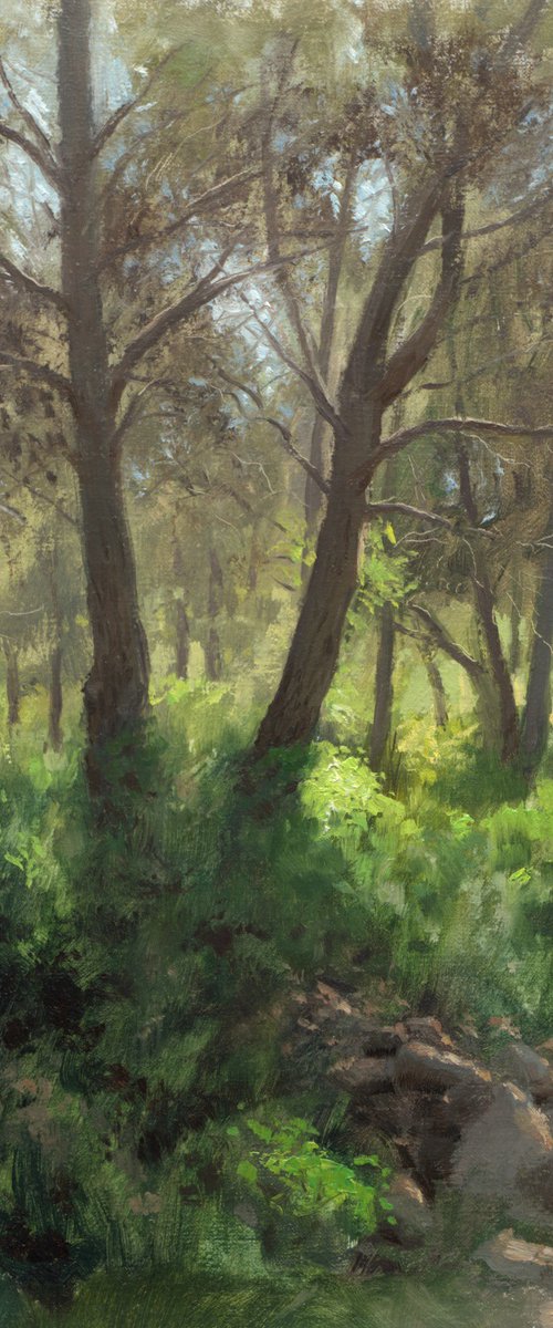 Spring in the forest by Daniel Thoms