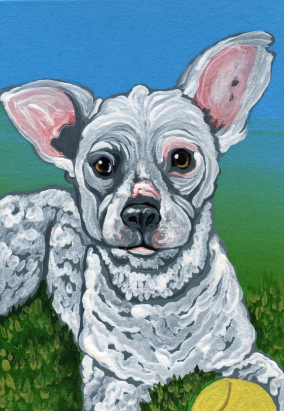 ACEO ATC Original Painting White Poodle Mix Dog Art-Carla Smale
