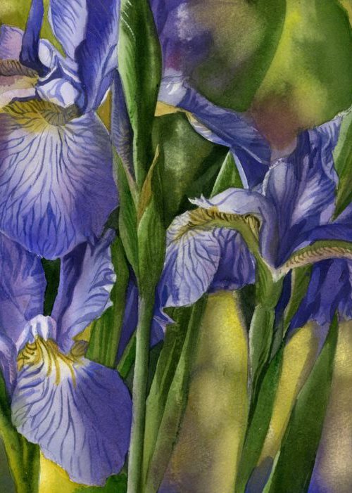 Wild irises by Alfred  Ng