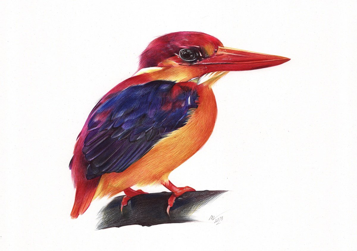 Oriental Dwarf Kingfisher - Bird Portrait (Realistic Ballpoint Pen Drawing) by Daria Maier