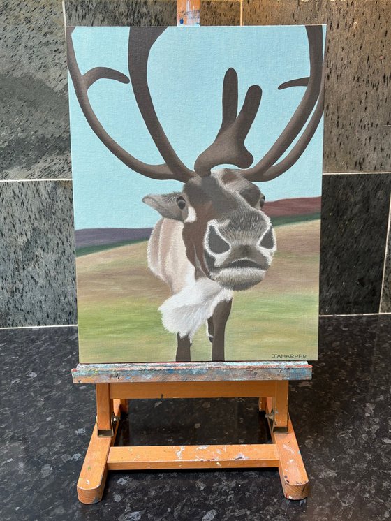 Cairngorm Reindeer