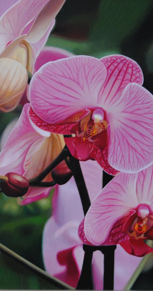 Orchids II by Valeri Tsvetkov