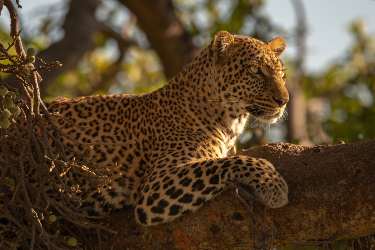 Photorealistic Animal Photograph By Nick Dale, 33 X 26", "I Never Liked Figs...", Original Artwork