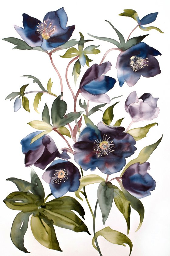 Hellebores No. 3