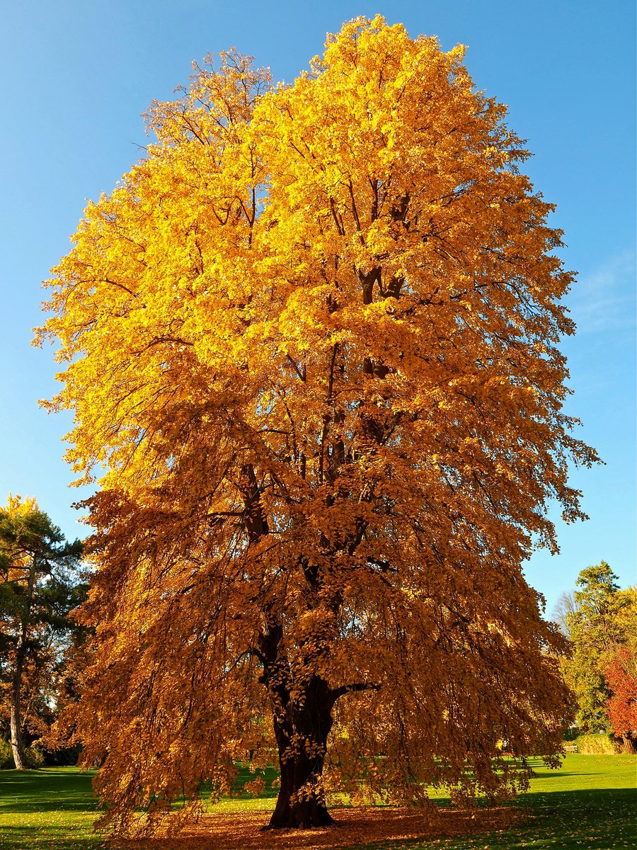 Photorealistic Botanical Photograph By Alex Cassels, 18 X 24, Autumn Tulip Tree, Original Artwork