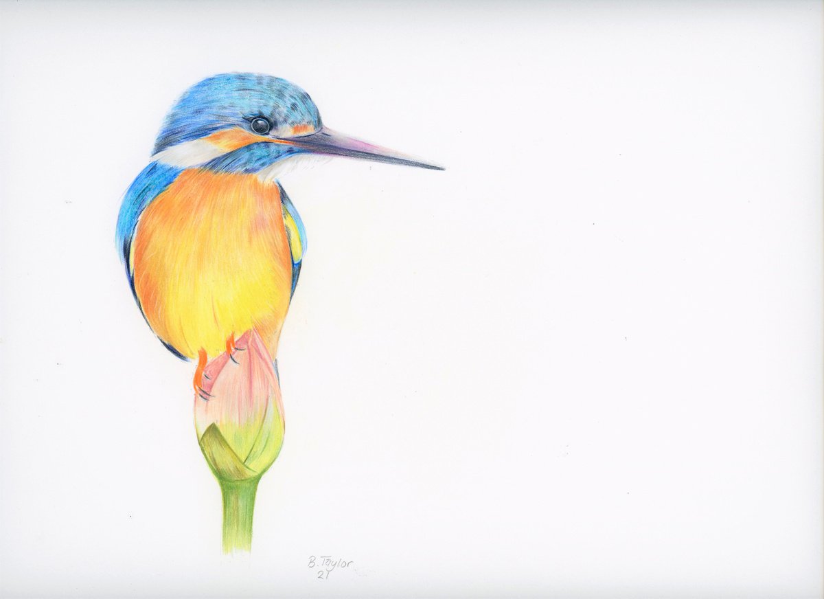 Kingfisher on flower by Bethany Taylor