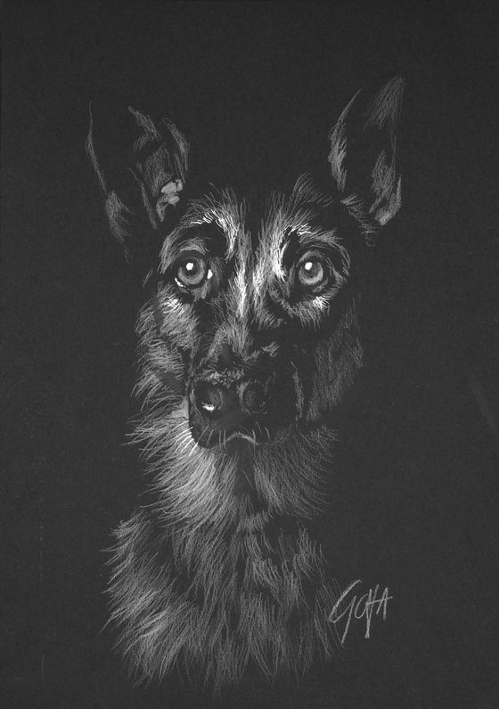 MY DOG - GERMAN SHEPHERD