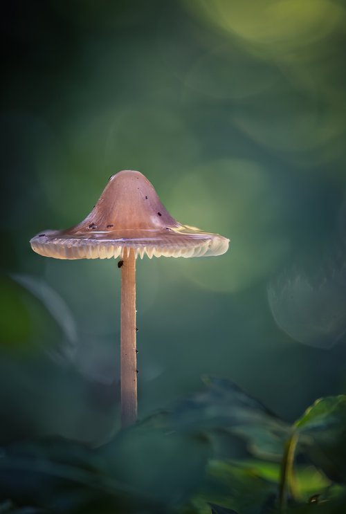 Fungi bokeh by Paul Nash