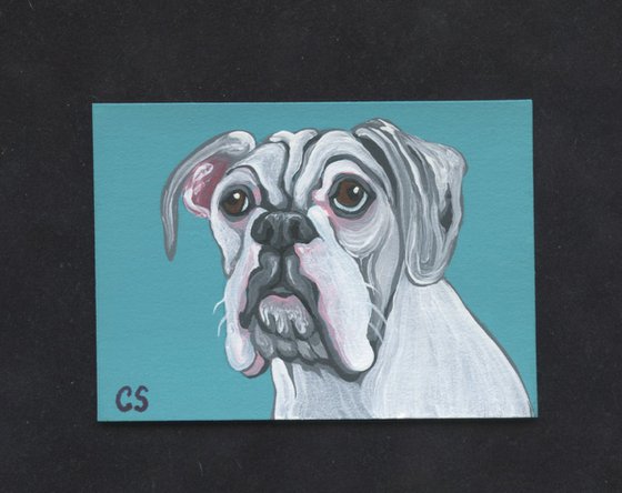 ACEO ATC Original Miniature Painting White Boxer Pet Dog Art-Carla Smale