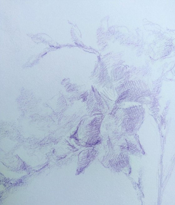 Freesias #7. Drawing with a purple pencil on paper