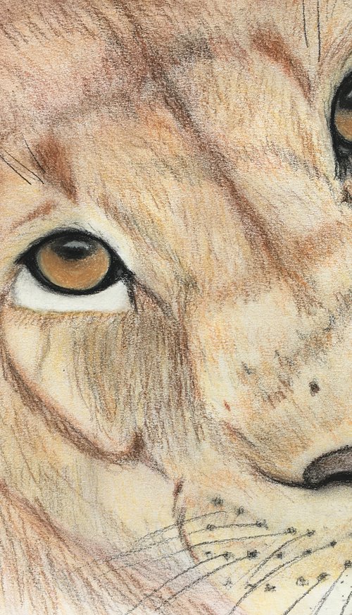 Lion portrait by Ruth Searle