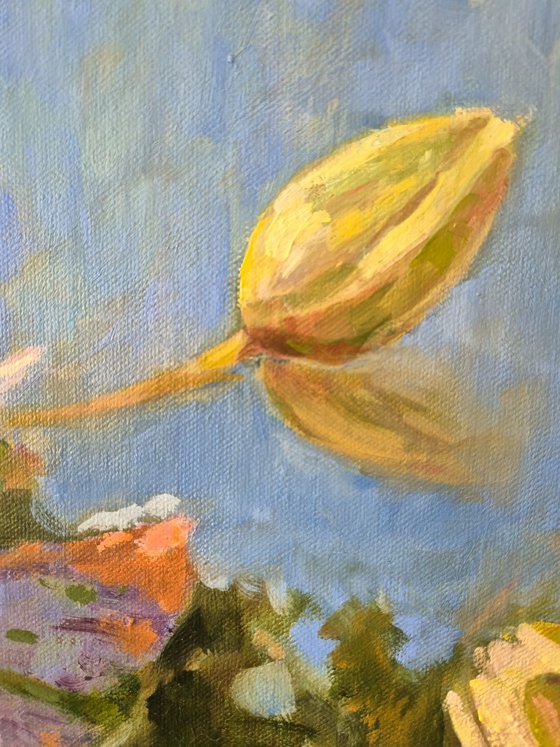 Water lily pond