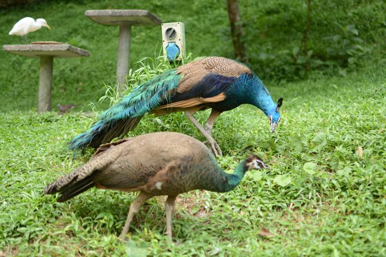 Peafowl