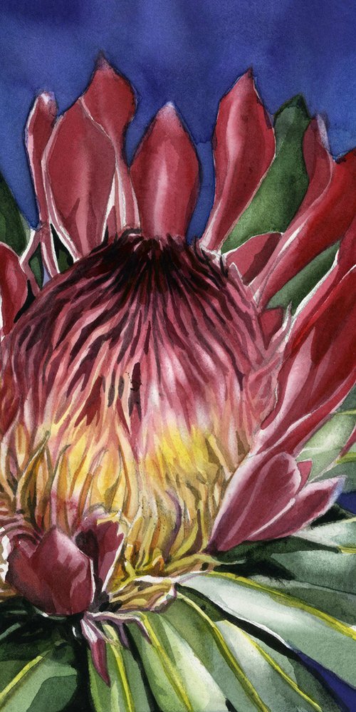 protea watercolor by Alfred  Ng