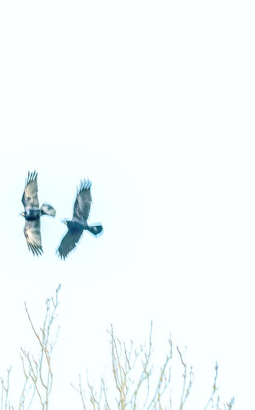 Chasing Shadows by Adam Regan