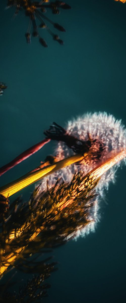 Flowers to the sky by Nektaria Thalia