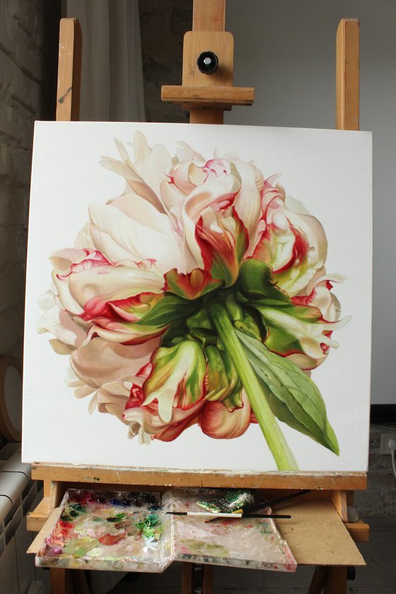 Peony on a white background