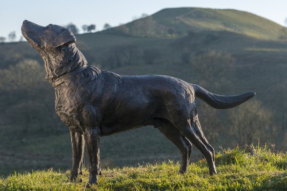 "Leo" Labrador Bronze Resin