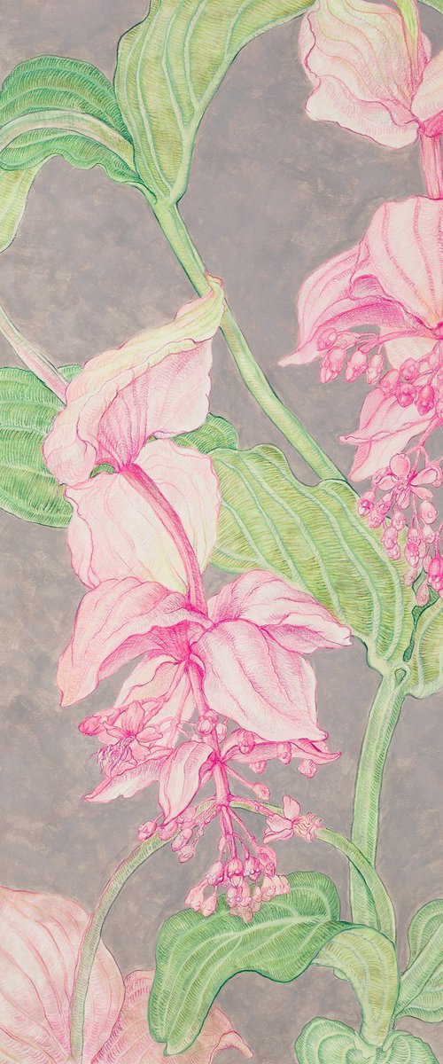 Medinilla I by Natalie Levkovska