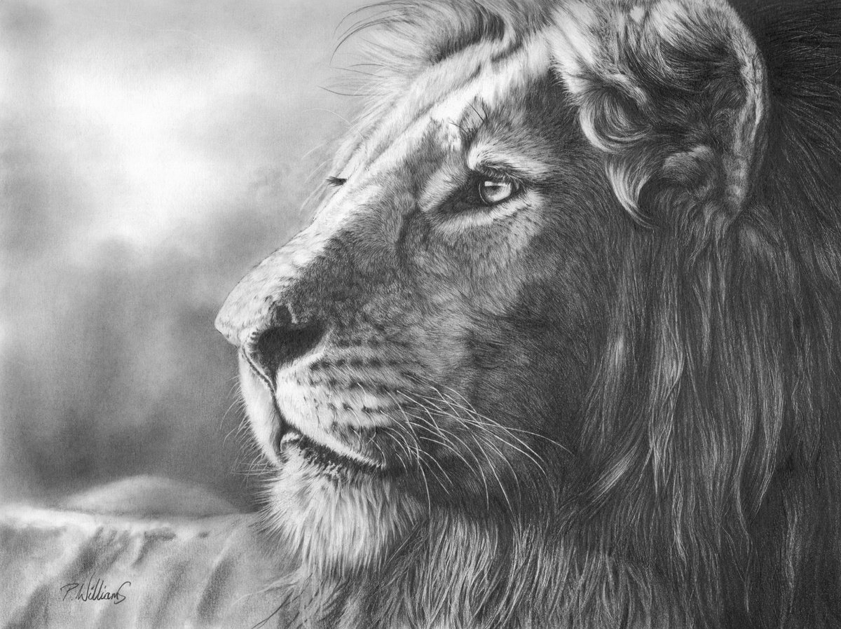 Courageous lion portrait by Peter Williams