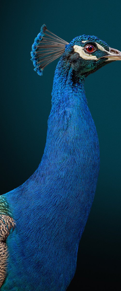 Portrait of a peacock by Lidiya Dmitrieva