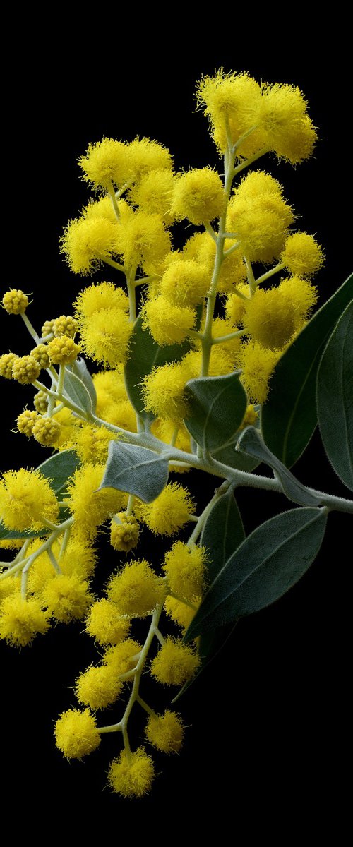 Pearl Acacia by Nadia Culph