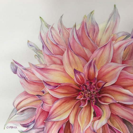 Labyrinth Dahlia