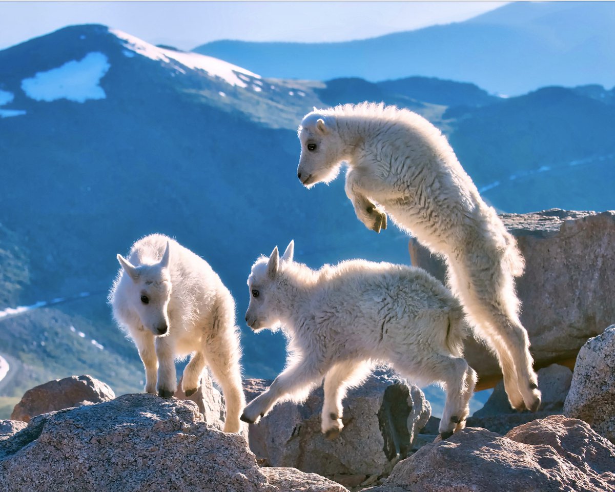 Mountain Goat Kids Playing on Mountain Top Mount Evans Colorado Wildlife, Paper Wall Art P... by OLena Art - Lena Owens