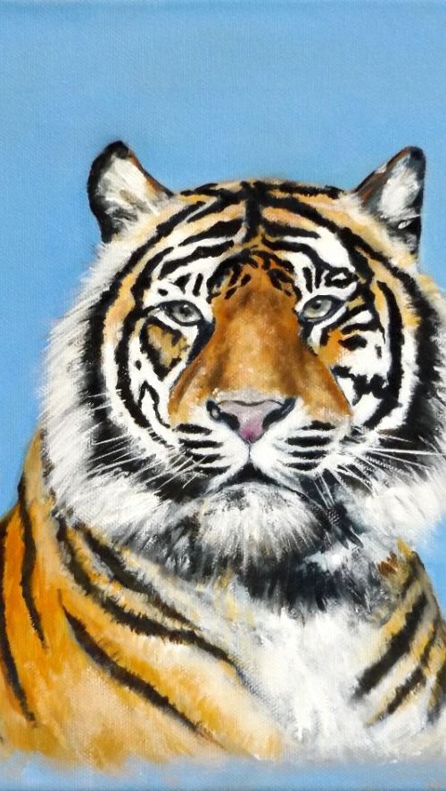 Tiger study by Kieran McElhinney