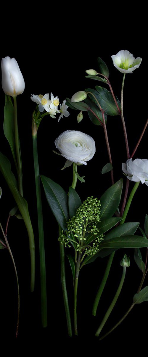 Winter White by Dianna Jazwinski