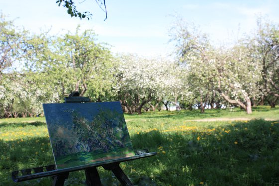 Apple blossom. Kolomenskoye