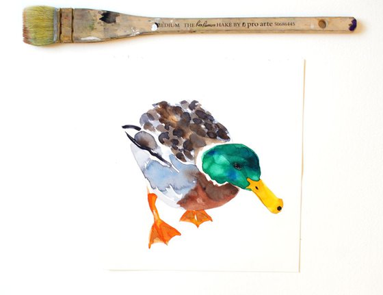 Mallard Duck