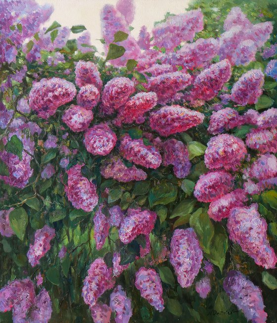 The Sunny Lilac Bush