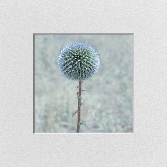 Globe Thistle blooming