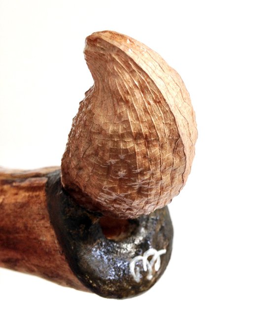 NEPENTHÈS, Ostréïdes series