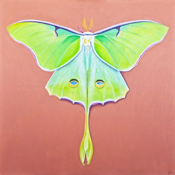 Luna Moth