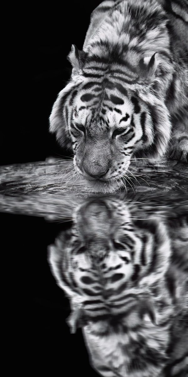 Animal Photograph By Paul Nash, 12 X 24", Tiger Drinking & Reflection, Original Artwork