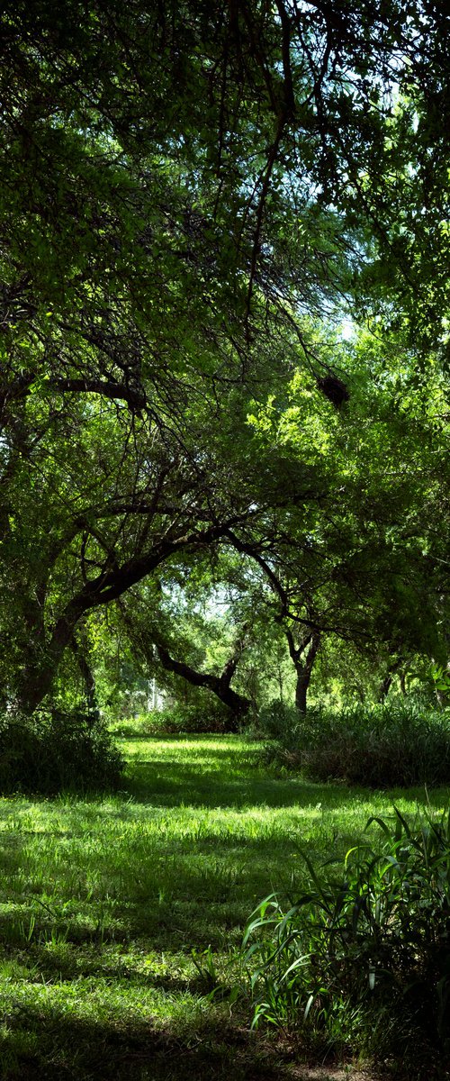 Green path by Carla Piacenza