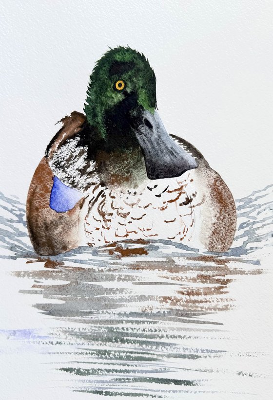 Wild drake hooded merganser