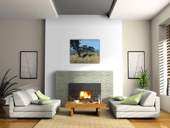 Point Lobos, San Francisco